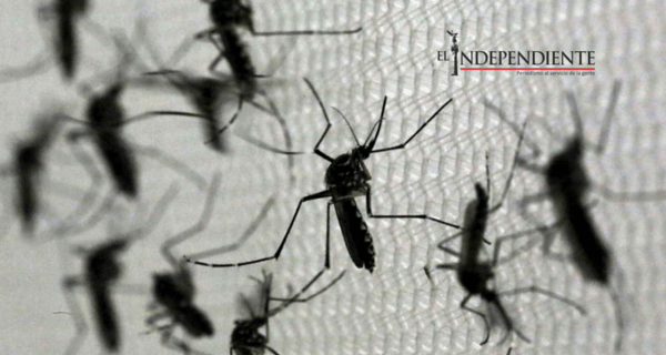 Temporadas húmedas de lluvias cuadruplican casos de dengue y chikungunya Temporadas húmedas de lluvias cuadruplican casos de dengue y chikungunya