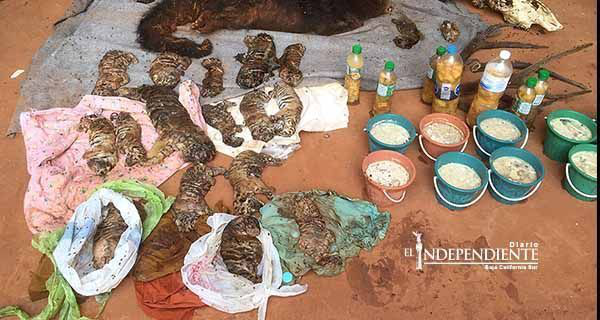 Hallan 40 cachorros de tigre muertos en templo budista de Tailandia Hallan 40 cachorros de tigre muertos en templo budista de Tailandia