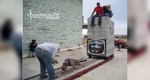 Exhiben a Pitbull ‘jalando’ bloques y personas; ¿maltrato o entrenamiento? Exhiben a Pitbull ‘jalando’ bloques y personas; ¿maltrato o entrenamiento?