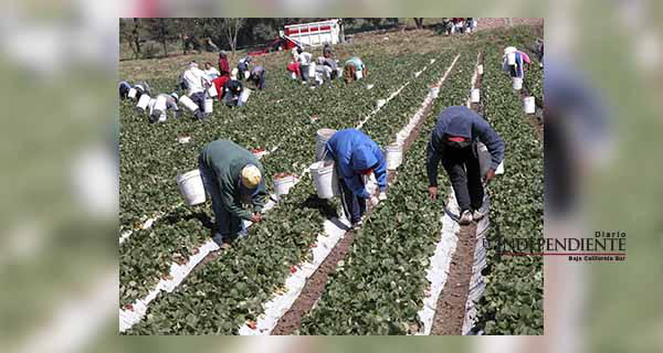 Explotan a trabajadores agrícolas en campos de cultivo de Todos Santos Explotan a trabajadores agrícolas en campos de cultivo de Todos Santos