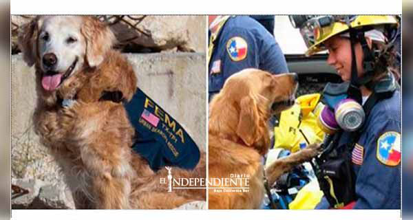 Muere 'Bretagne', la última perra rescatista que ayudó en el 11-S Muere 'Bretagne', la última perra rescatista que ayudó en el 11-S