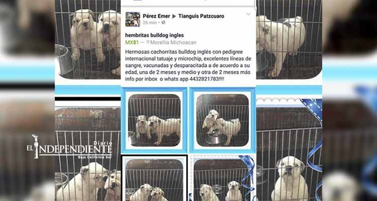 Roban perros y aparecen en venta en Facebook Roban perros y aparecen en venta en Facebook