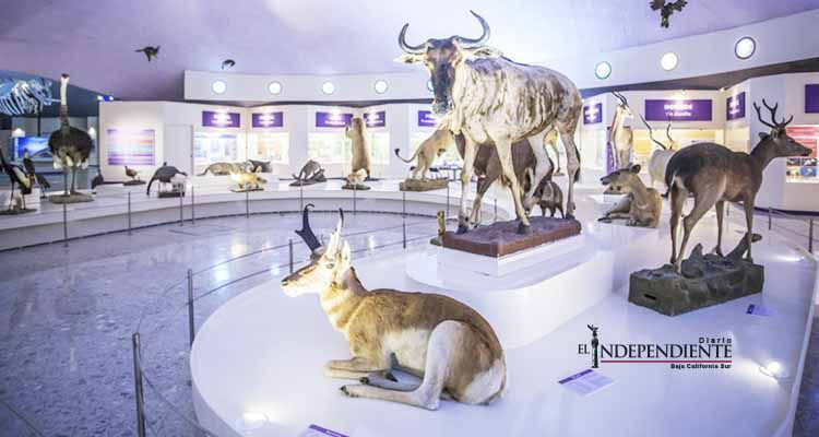 Abrirán curso de verano en el Museo de Historia Natural Abrirán curso de verano en el Museo de Historia Natural