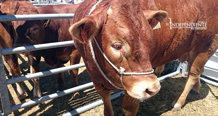Denuncian ganaderos problemas para el traslado y comercio de sus animales Denuncian ganaderos problemas para el traslado y comercio de sus animales
