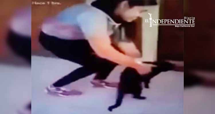 Joven lanza a gato desde cuarto piso para 'ver si cae parado' Joven lanza a gato desde cuarto piso para 'ver si cae parado'