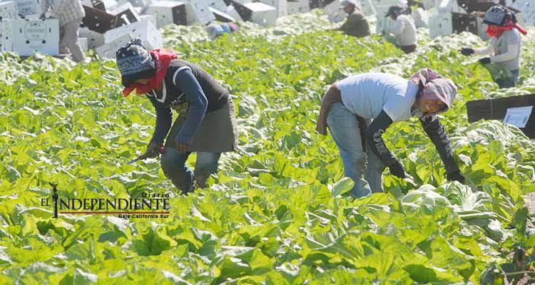 Siguen explotando a jornaleros agrícolas en BCS