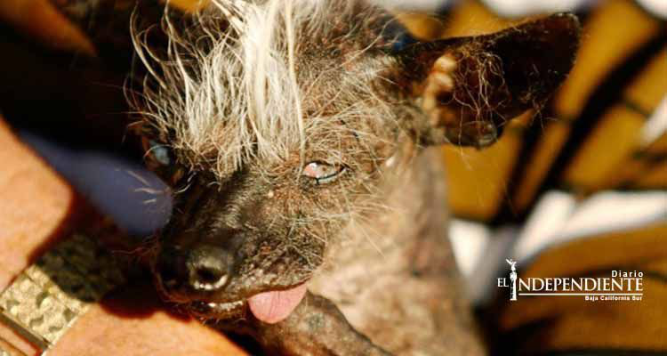 Ella es ‘SweePee Rambo’, la perra ‘más fea’ del mundo Ella es ‘SweePee Rambo’, la perra ‘más fea’ del mundo