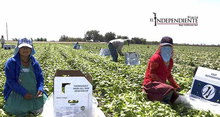Basta de abusos contra jornaleros agrícolas Basta de abusos contra jornaleros agrícolas