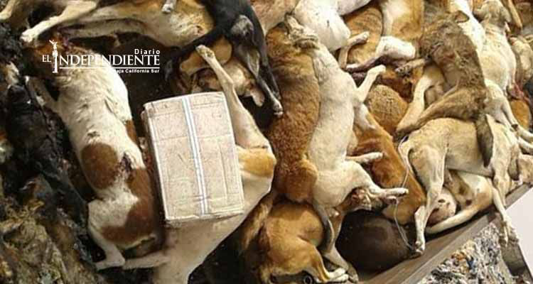 Cazan e incineran a decenas de perros callejeros en Marruecos Cazan e incineran a decenas de perros callejeros en Marruecos