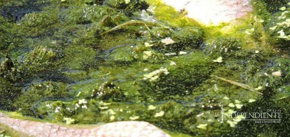 Reconoce Fonatur mala calidad en agua del Estero de San José Reconoce Fonatur mala calidad en agua del Estero de San José