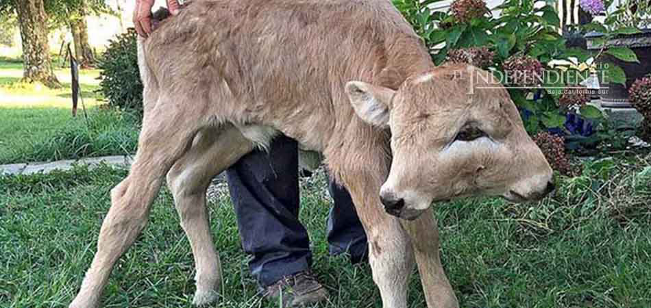 Muere en Kentucky becerra de 2 caras a 108 días de nacida