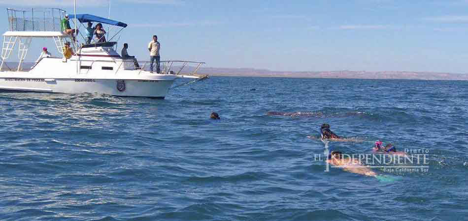 Más de 40 embarcaciones ilegales trabajan con tiburón ballena en La Paz