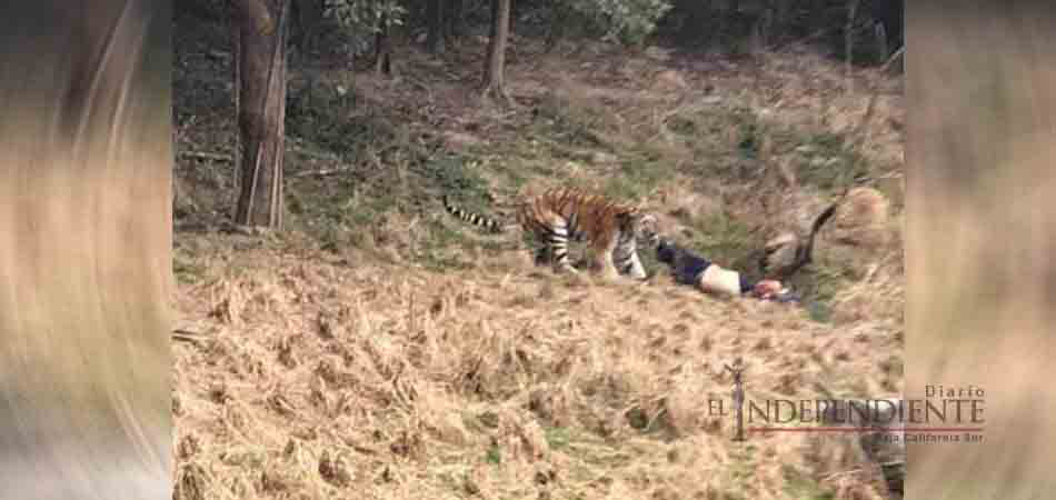 Hombre muerto por tigre en China intentaba entrar gratis al zoológico
