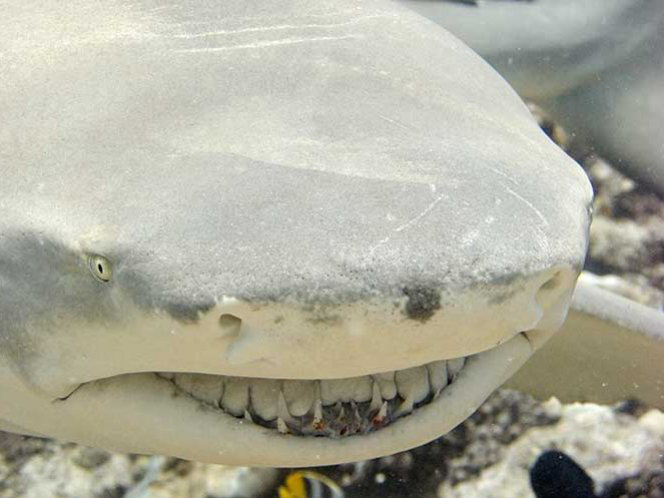 Selfie con tiburón provoca multa de 6.000 dólares