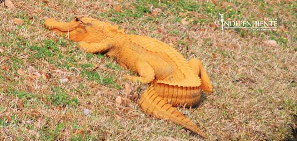 Un caimán naranja intriga a habitantes de Carolina del Sur