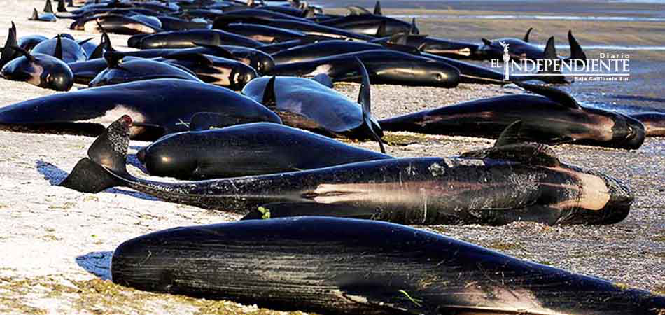 Hallan muertas a 300 ballenas piloto en Nueva Zelanda