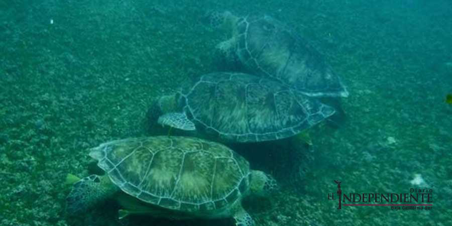 Ley General de Biodiversidad vía a desproteger a tortugas marinas: ambientalistas