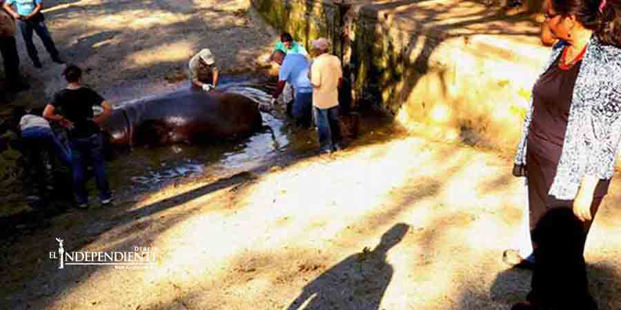 Matan a golpes a 'Gustavito', el único hipopótamo de El Salvador