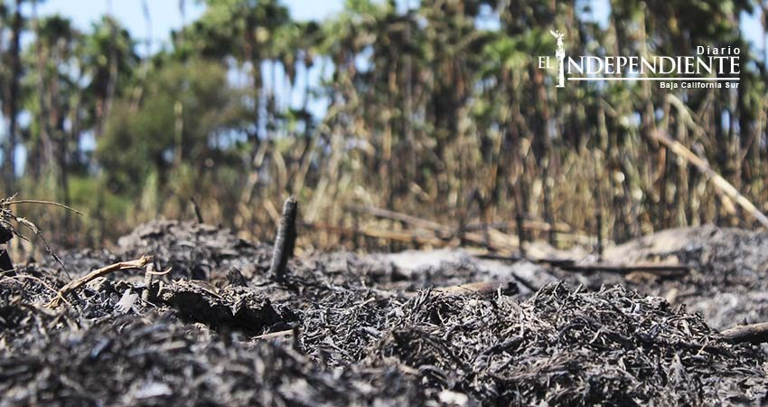 Fue provocado el incendio en 20 hectáreas del estero josefino: PC 