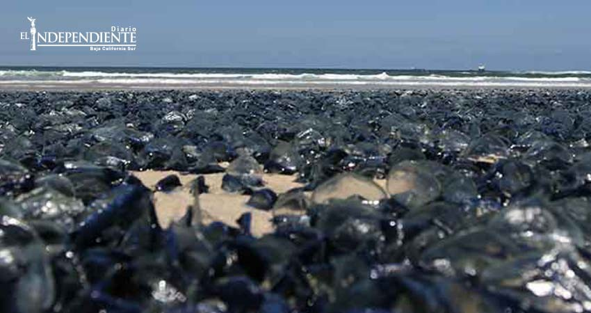 Medusas muertas cubren playas de Rosarito, BC Medusas muertas cubren playas de Rosarito, BC