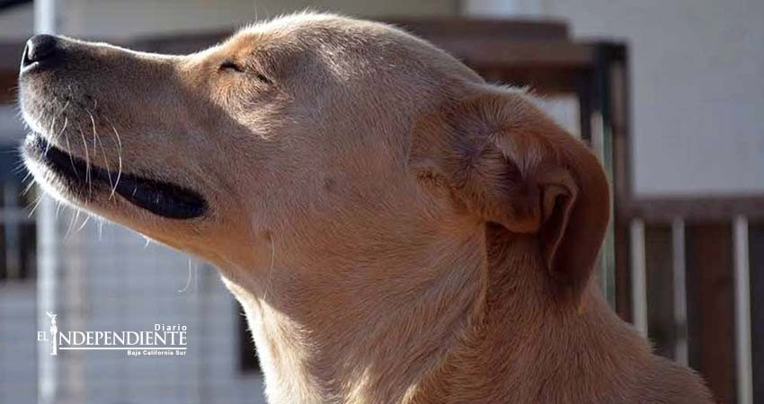 ¡Salvemos a 'la perrita más triste del mundo'! ¡Salvemos a 'la perrita más triste del mundo'!
