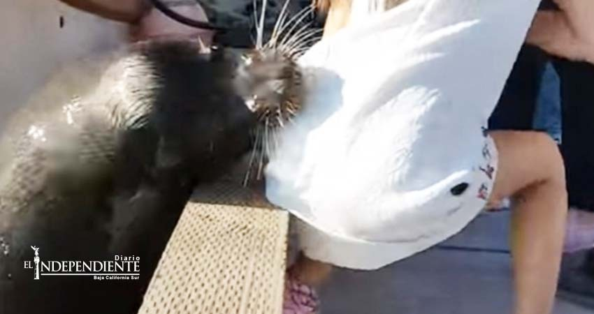 León marino jala y sumerge a una niña al mar en Canadá León marino jala y sumerge a una niña al mar en Canadá