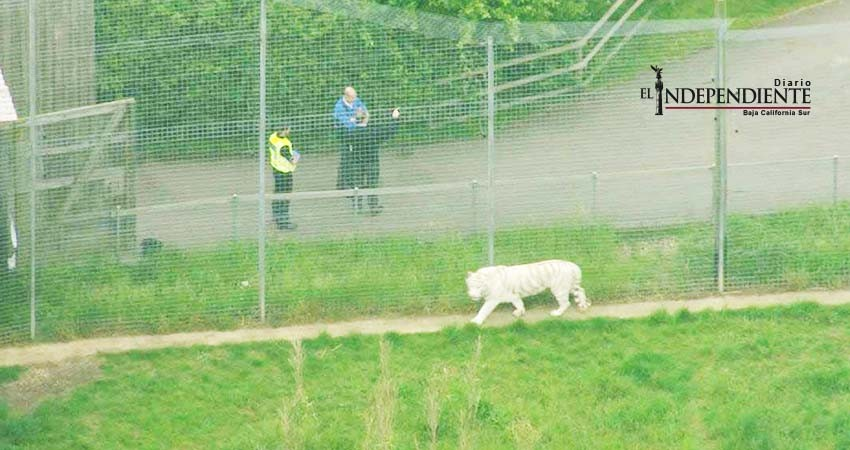 Tigre mata a cuidadora en zoológico de Inglaterra Tigre mata a cuidadora en zoológico de Inglaterra