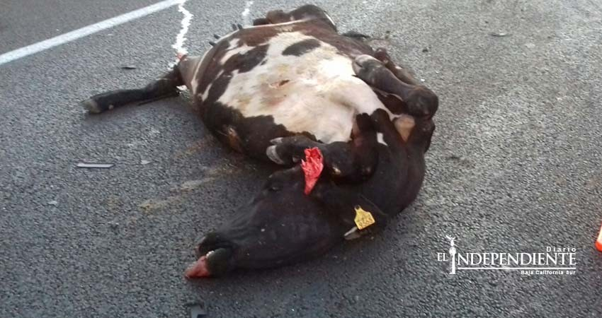 Ganado suelto ocasiona accidente en el libramiento CSL-SJC 