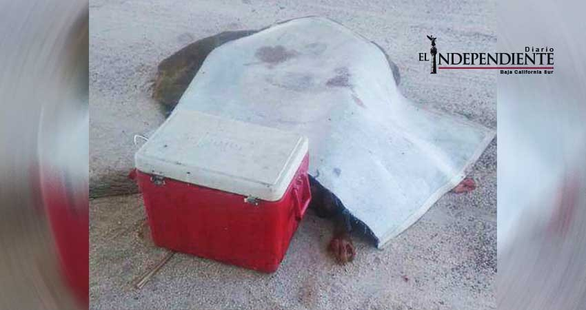 Abandonan cuerpos descuartizados bajo puente El Tule