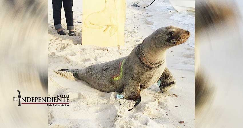 Amplían colaboración para desenmalle de lobos marinos Amplían colaboración para desenmalle de lobos marinos