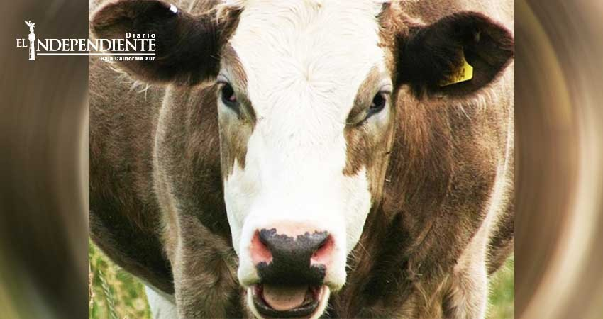 Gente en EU cree que vacas cafés dan chocolate con leche
