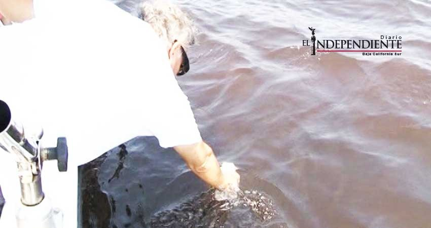 Sin registro de intoxicaciones por marea roja en BCS