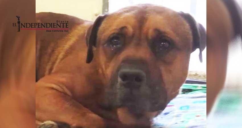 Perro abandonado conmueve al mundo con su llanto