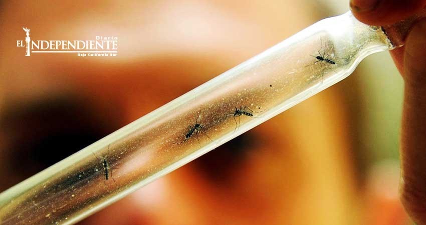 Inician los trabajos para prevenir proliferación de moscos en BCS