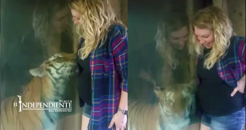 ¡Enternecedor! Tigre 'acaricia' vientre de mujer embarazada