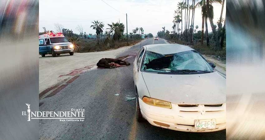 Ganado suelto en carreteras sigue provocando accidentes 