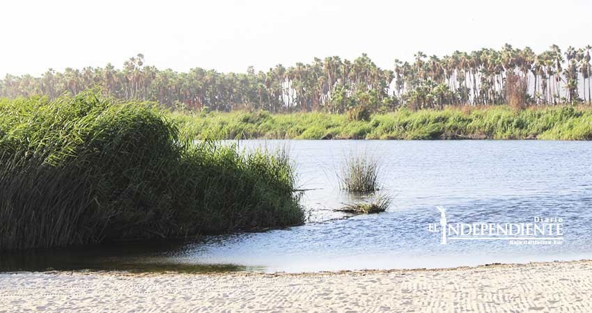 Reforestación del Estero de San José se rige por un plan de manejo 