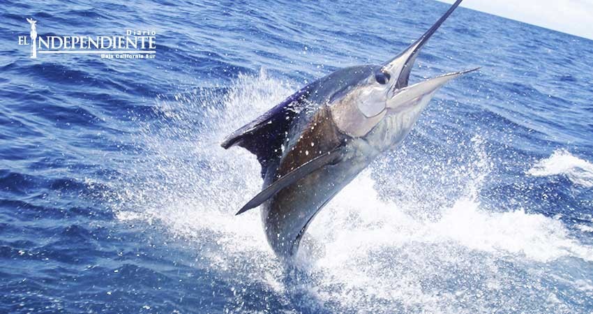 Decreta congreso del estado incluir en el calendario “Día de la pesca deportiva” 