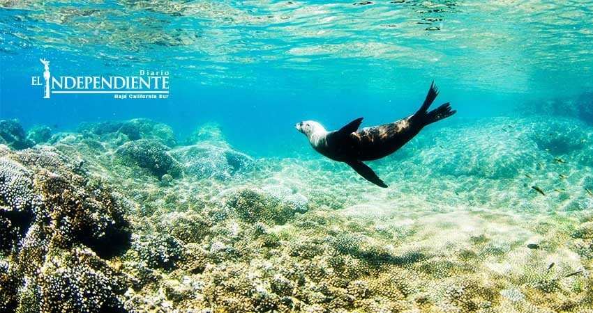"Inversionistas han mostrado confianza en BCS": Secretaría de Turismo "Inversionistas han mostrado confianza en BCS": Secretaría de Turismo