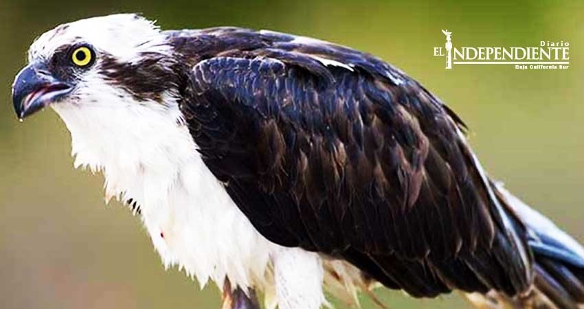 Estudiante de la UABCS realiza estudio para la conservación del águila pescadora