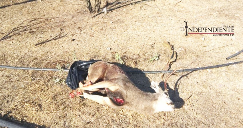 Con más de 100 mil pesos sancionó PROFEPA a cazador furtivo de La Paz