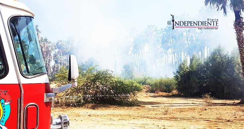 Incendio masivo de palmeras provoca fuerte movilización de bomberos 