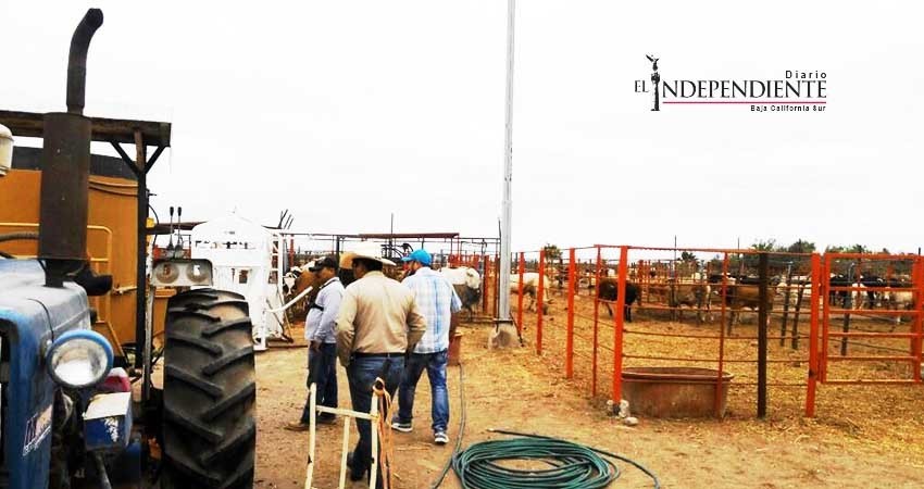 Acciones de procuración de justicia en contra del abigeato