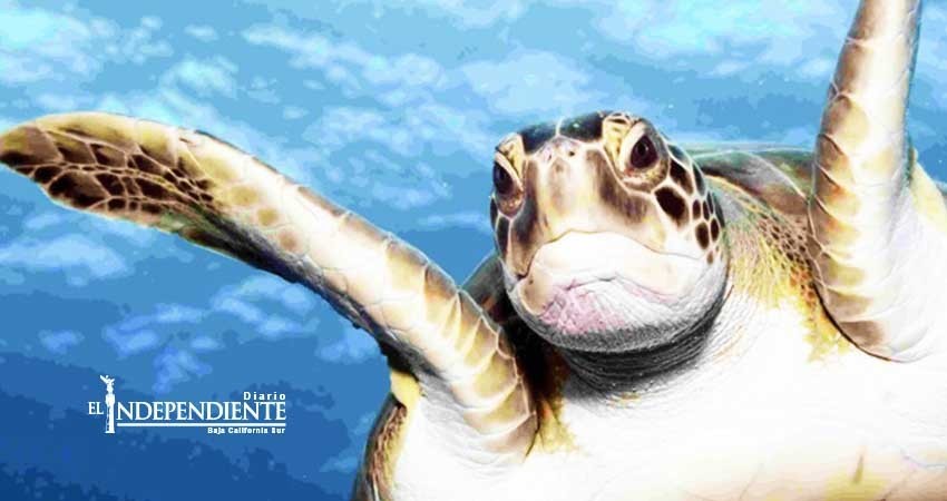 Veda en Golfo de Ulloa ayudó a reducir varamiento de caguamas: UABCS 