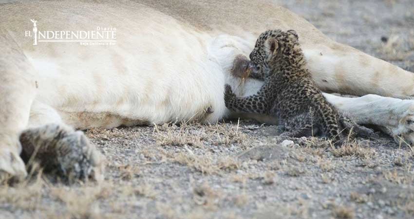 Leona alimenta a cachorro de leopardo, algo poco visto entre especies