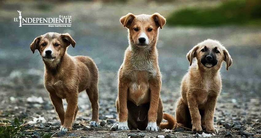 Sólo hay una denuncia por maltrato animal en la PGJE Sólo hay una denuncia por maltrato animal en la PGJE