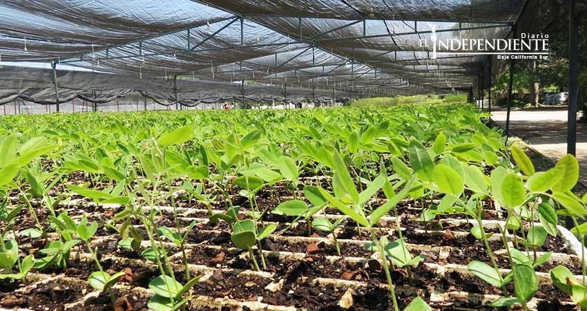 Entregará Conafor 770 mil plantas endémicas de BCS para reforestación
