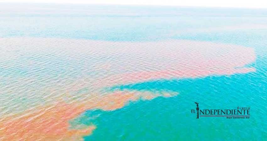 Mancha de desechos fecales recorre el mar de Los Cabos