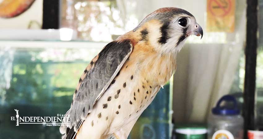 En lo que va del año, Serpentario de La Paz ha liberado a 24 animales nativos