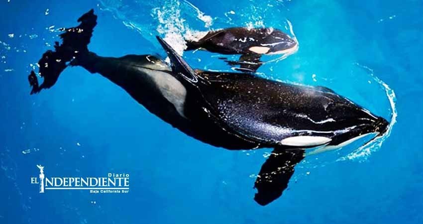 Muere orca bebé en parque Sea World